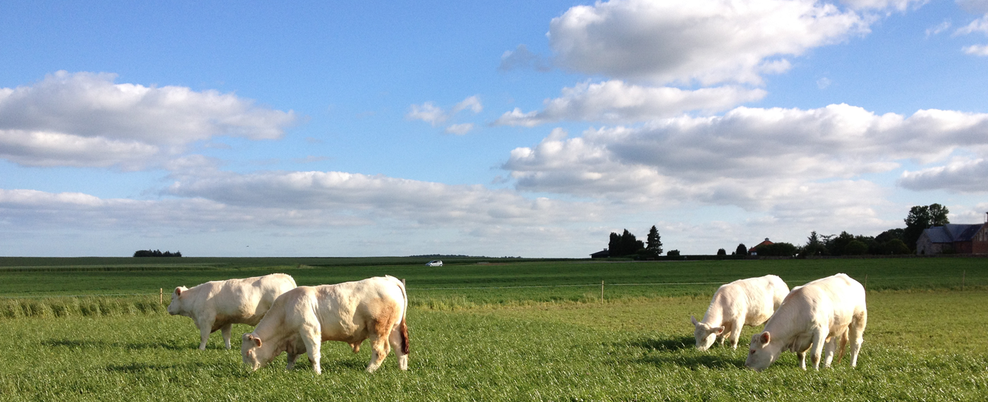 Charolais